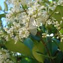 Four-spotted Palpita