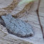 Tree Frog