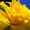Daffodil