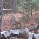 Red Squirrel