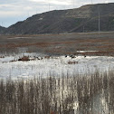 Mallard or Wild Ducks
