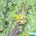 American bullfrog