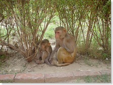 Rhesus Macaques