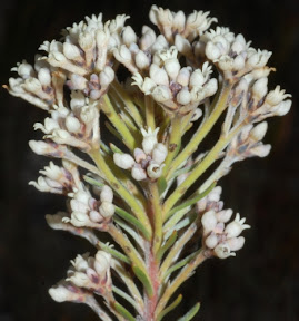 Conospermum hookeri