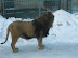 Lion out of natural habitat - Tiger park Harbin