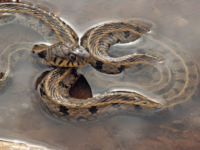 Biscia d'acqua natrix natrix, biscia dal collare