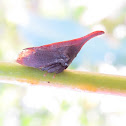 Plant hopper