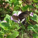 Common mormon