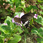 Common mormon