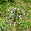 Brazilian Vervain
