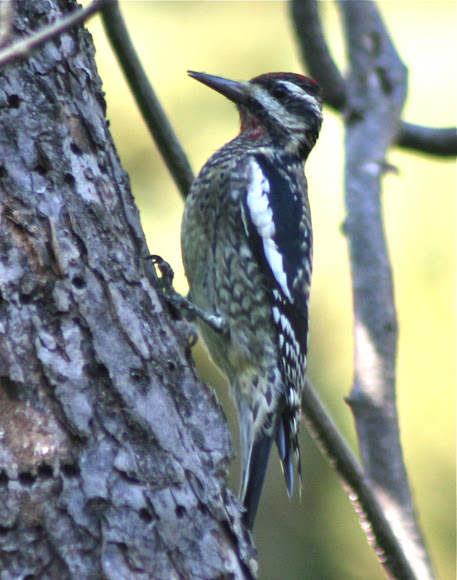 Spotting Image 1