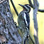 Yellow-bellied Sapsucker
