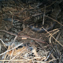Eastern Blue-tongued Skink