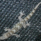 Mediterranean House Gecko