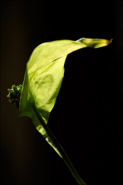 080528-014-w.jpg