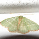 Red-fringed Emerald