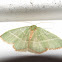 Red-fringed Emerald