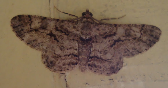 Spotting Image 1