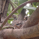 Eared Dove, Tórtola