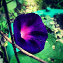 Morning glory