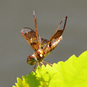 Eastern Amberwing
