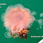 Lion's Mane Jellyfish