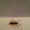 House centipede