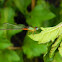 Long-legged Marsh Glider