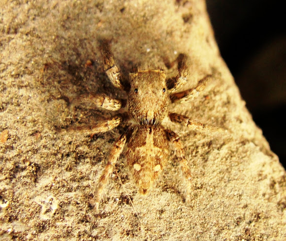 Spotting Image 1
