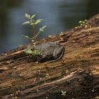 Bullfrog