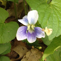 Common Blue Violet