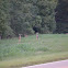 White tail deer