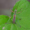 Katydid