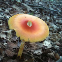 Amanita jacksonii