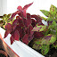 Coleus Box