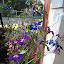 Trailing Lobelia planting