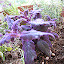 Purple Passion planting