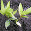 Bay Leaf