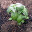 Basil