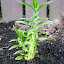 Tarragon