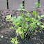 Parsley