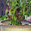 Oompah Coleus