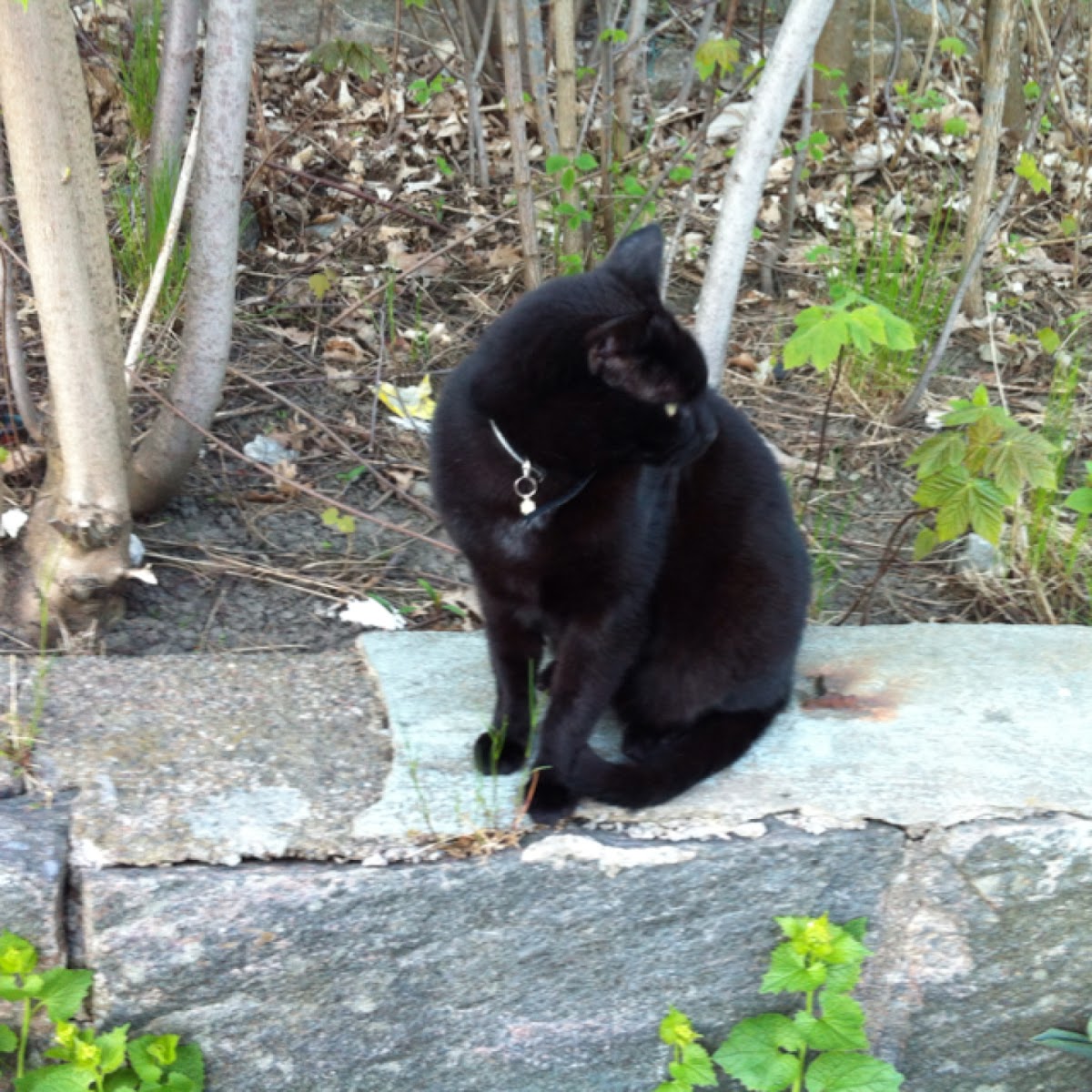 Domestic Cat