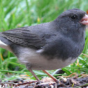 Dark-eyed junco