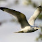 American Herring Gull