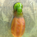 Mistletoe germinating