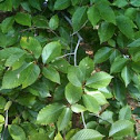 Beech tree