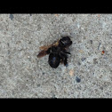 Virginia Carpenter Bee (female)