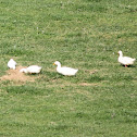 Pekin Ducks