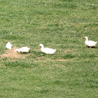 Pekin Ducks